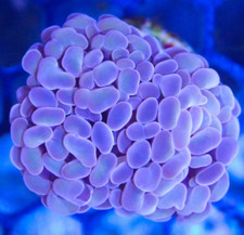 Pink/Purple Hammer LPS Coral