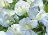 12 X SWEETPEA   MINI PLUG PLANTS  CHOICE OF VARIETIES PRE ORDER FREEPOST