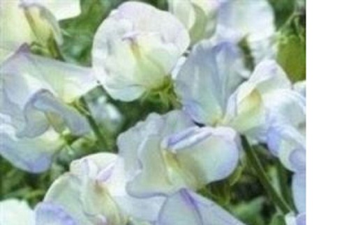Sweetpea mini plug - 12,