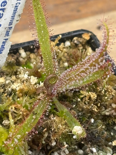 Drosera adelae - drosera,
