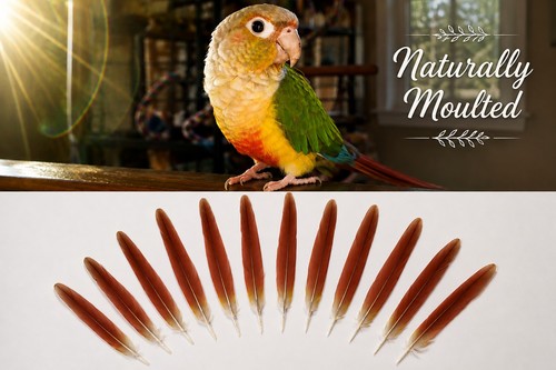 Full set parrot tail - set,