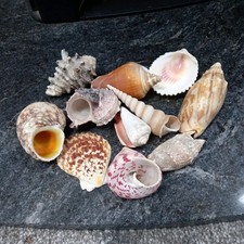  Sea Shells X 11 Small Various shapes and sizes in a string bag