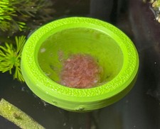 Floating Frozen Food Feeding