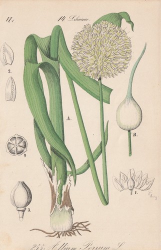 Leek - (allium, ampeloprasum)