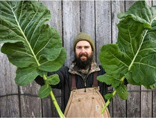 25 Thousandhead Kale Seeds -