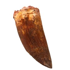 6cm carcharodontosaurus - 6.6cm,