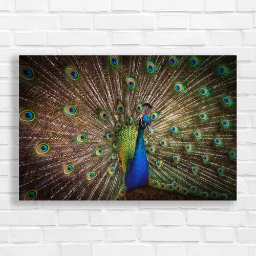 Vibrant peacock feathers - vibrant,