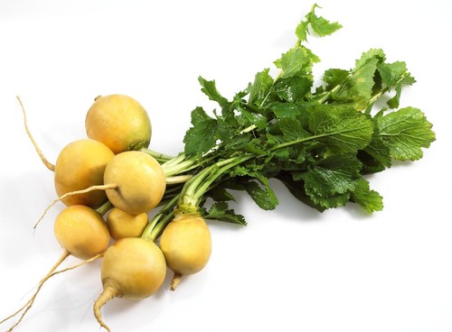 Vegetable turnip golden - vegetable,