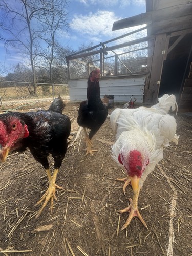 Giant chicks hatching - 20,