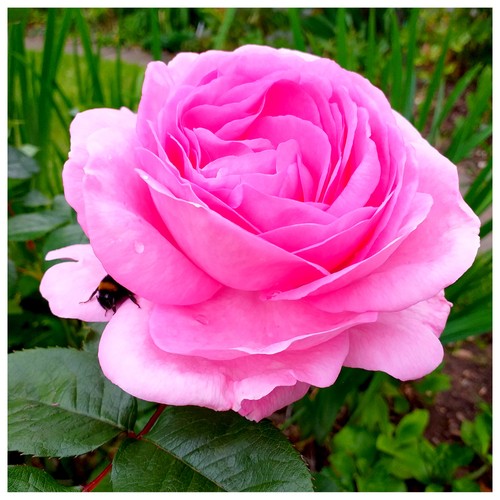 Mum million hybrid tea - in,