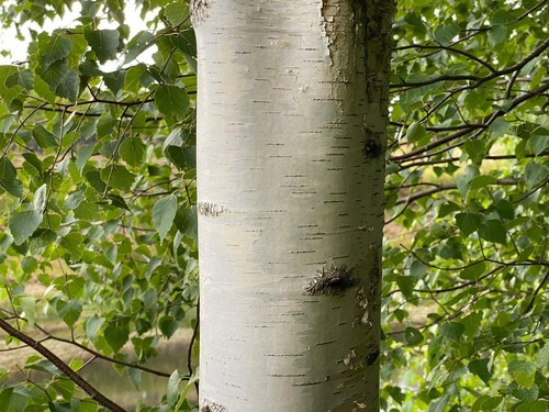 Large silver birch - silver, tree