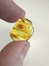Baltic Amber With Mosquito Inclusion, 100% Real, No Fakes, UK Seller.