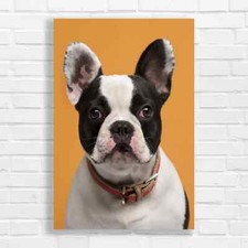 Adorable French Bulldog Canvas