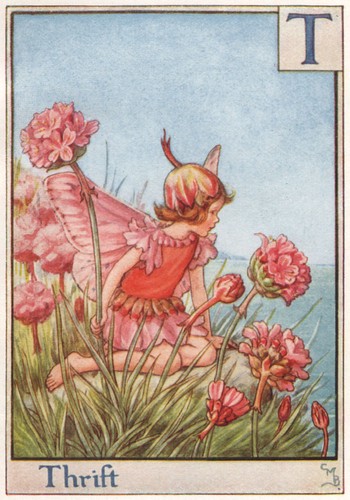 Thrift fairy by - by, cicely
