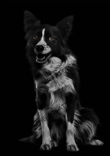 Animals breeds black and white