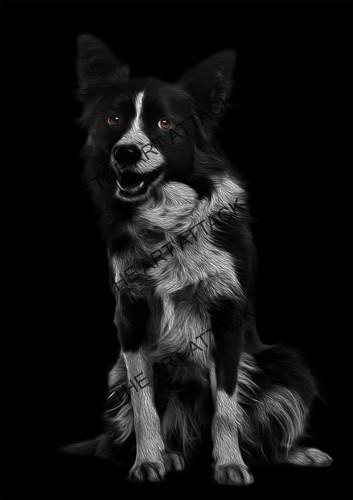 Animals breeds black - , and
