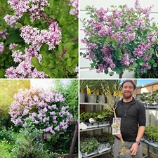 Lilac Tree Plant Syringa