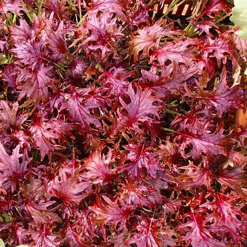 Kale red ruble - red, plants