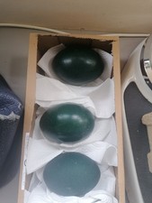 Lovely real emu egg blown x 1