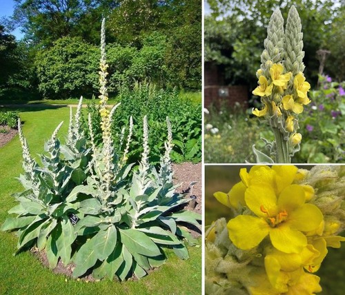 Greater mullein seeds - mullein,
