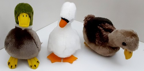 Ducks white swan - 2,