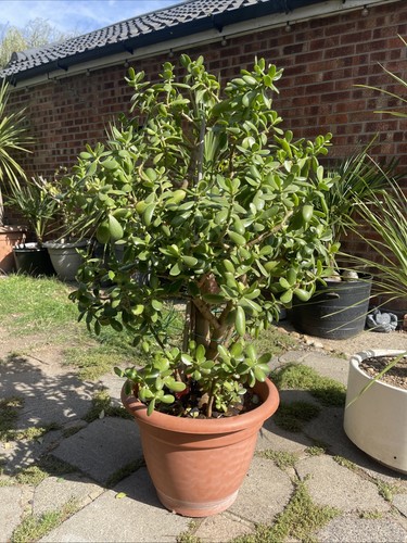 Jade money tree - jade,