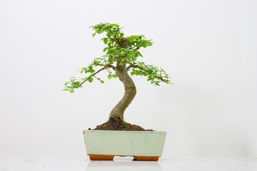 Bonsai chinese elm - chinese, and