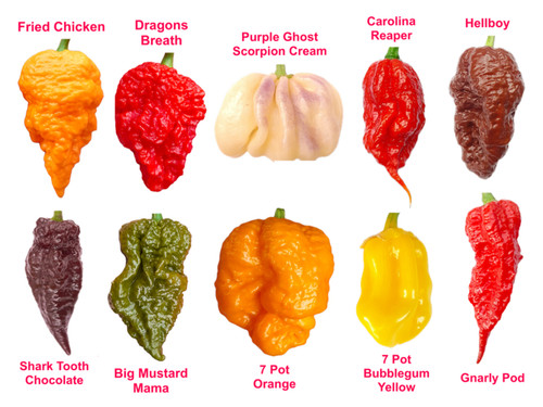 Worlds hottest chilli 100 - chilli,