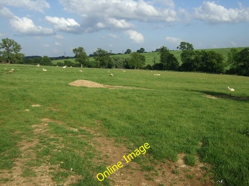 Photo 6x4 grazing - 6x4,