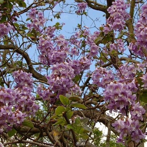 Paulownia shan tong - tong, /