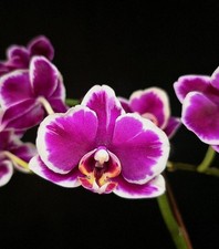 Phalaenopsis Chiada Gloria