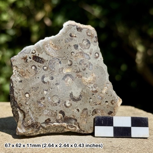 Promicroceras ammonite fossil - promicroceras,