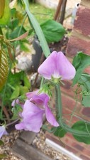 sweet pea seeds scented