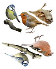 VINYL STICKERS DECALS SET OF 5