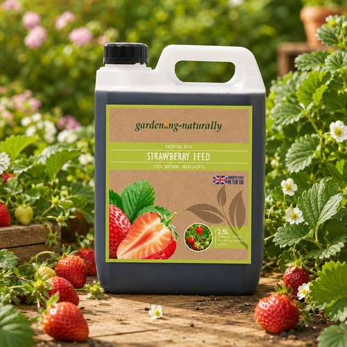 Strawberry plant natural - plant, feed