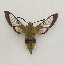 1x Broad‑bordered Bee