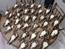 Taxidermy Roe Deer Skull Hunting Trophy Antlers