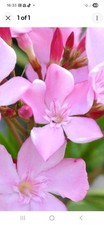 NERIUM OLEANDER PINK /INDIAN