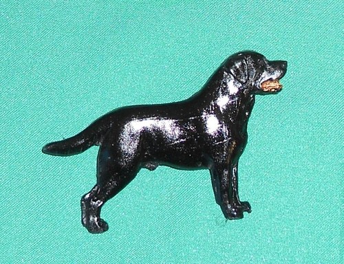 Black labrador dog - labrador,
