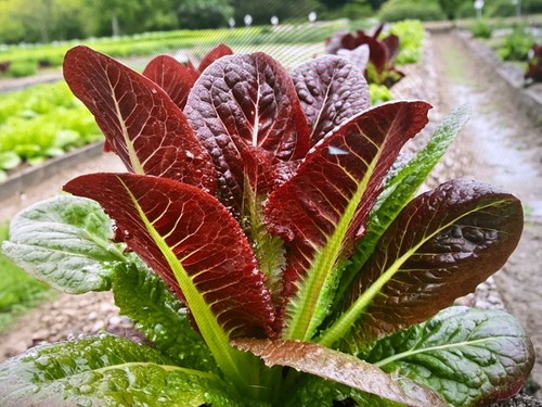 Winter vegetable plug - 30,