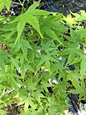 Japanese Maple. Acer Palmatum