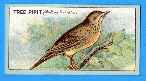 Tree pipit original 1922 - pipit,