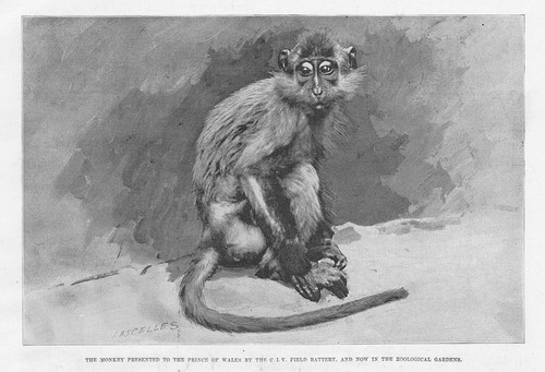 Monkey presented city - monkey,