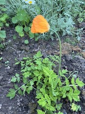 Orange Welsh Poppy  3 bushes