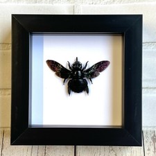 Tropical Carpenter Bee