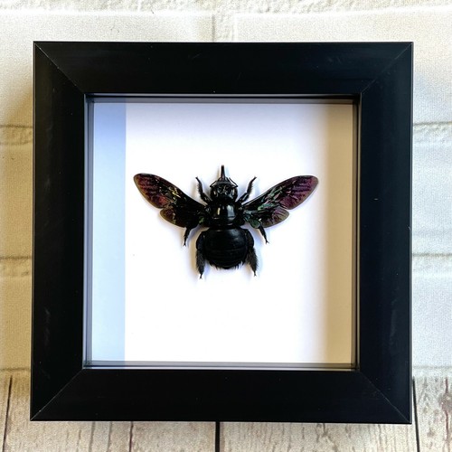Tropical carpenter bee - tropical,
