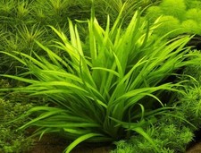 5 x DWARF AMAZON SWORD - Live Aquarium Plant fish tank tropical aquatic Bleheri