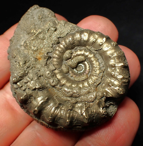 Pyrite eoderoceras - pyrite,