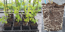 1 Litre Hop Plants All Female - WIll Produce Hops-Single Plants- Plant Passports