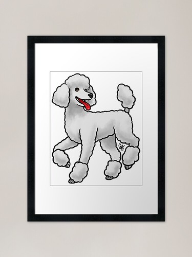 Dog standard poodle - standard, miami